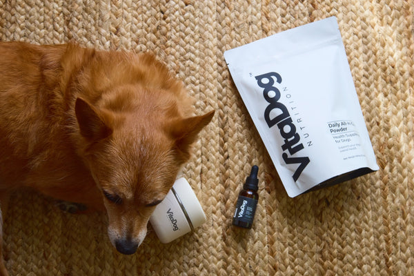 Shiba-type dog sniffing a VitaDog jar and oil dropper