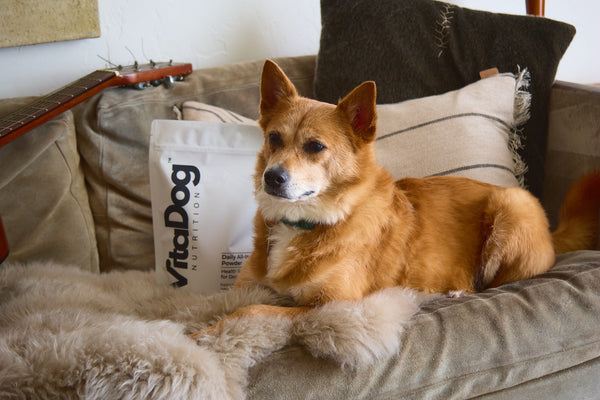 Shiba-type dog on a couch beside a VitaDog supplement pouch