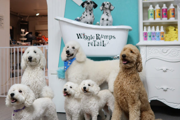 Dogs at a pet retail and grooming store display