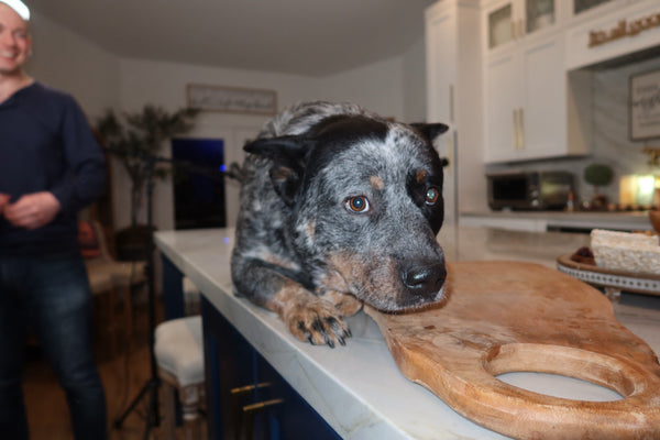 Australian cattle dog resting its head on a kitchen counter