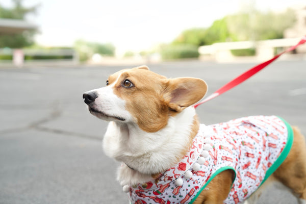 Corgi out for a walk in a floral coat