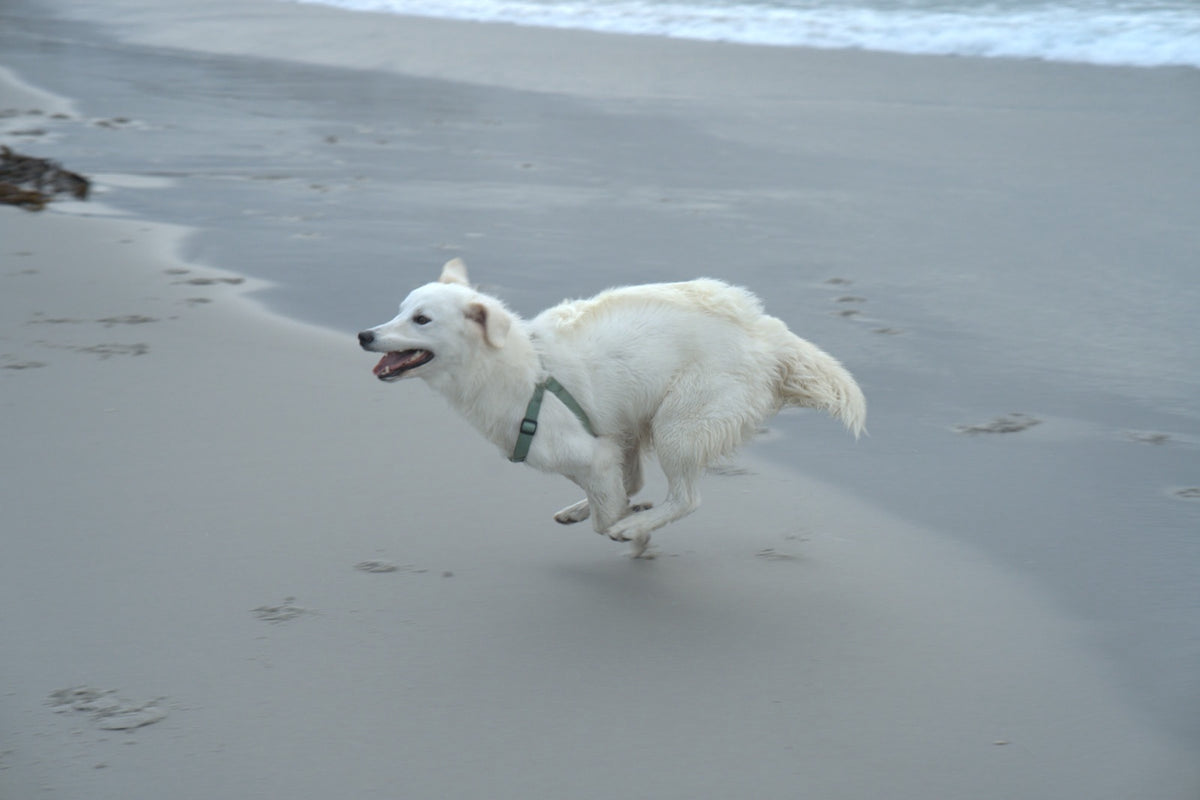 White shepherd running along the shoreline