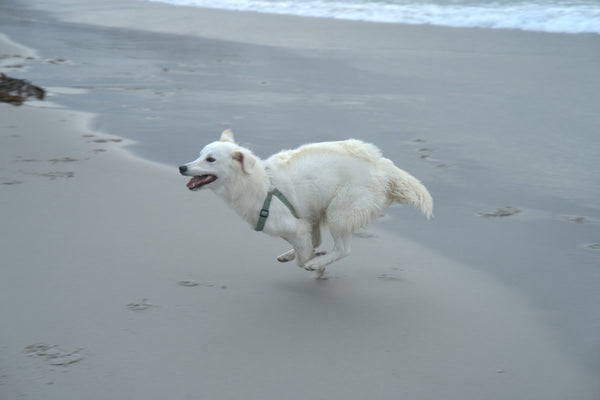 White shepherd running along the shoreline