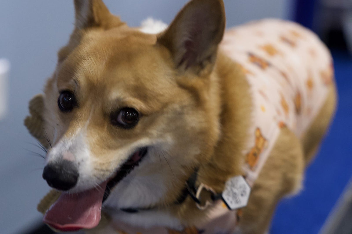 Close-up of a corgi's large upright ears