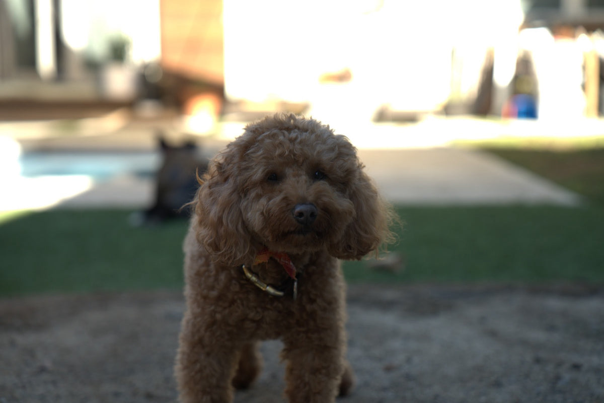 Apricot poodle standing on a lawn at golden hour