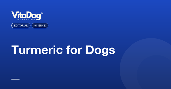 Turmeric for Dogs