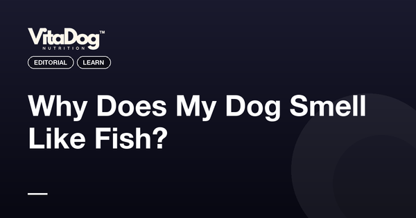 Why Does My Dog Smell Like Fish?