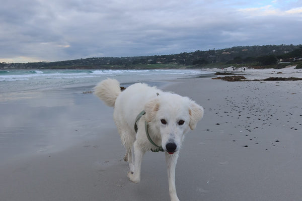 Wet dog walking up the beach after a swim