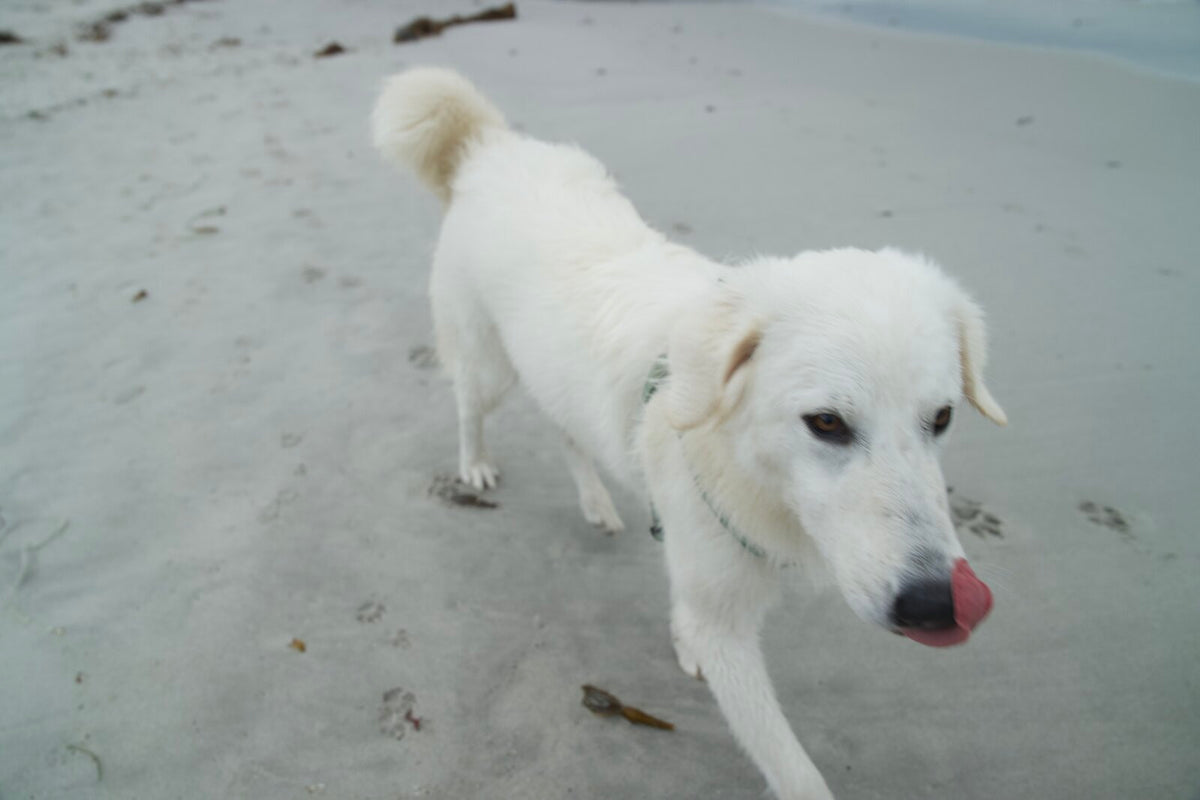 White dog licking its lips outdoors, the palatability side of the wet food versus kibble question
