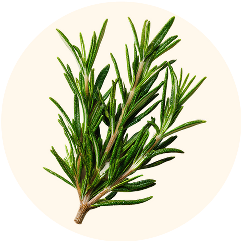 Rosemary Extract