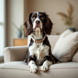 English Springer Spaniel dog
