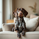 German Shorthaired Pointer dog