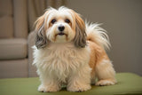 Havanese dog