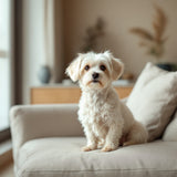 Maltese dog