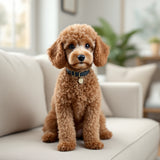 Miniature Poodle dog