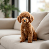 Toy Poodle dog