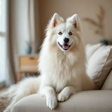 Samoyed dog