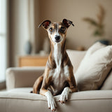 Whippet dog