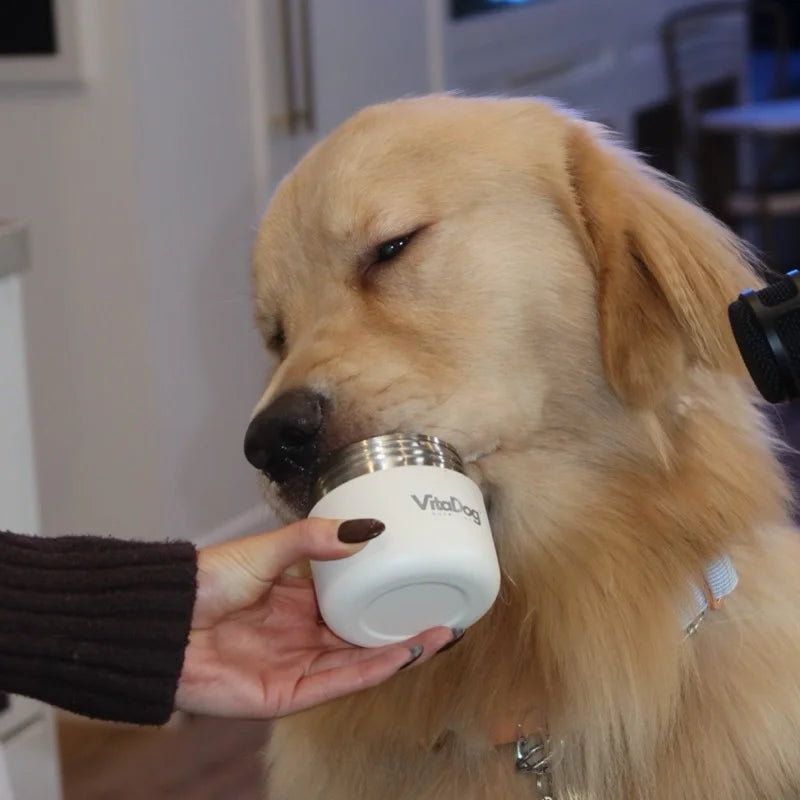 Golden retriever with shiny coat