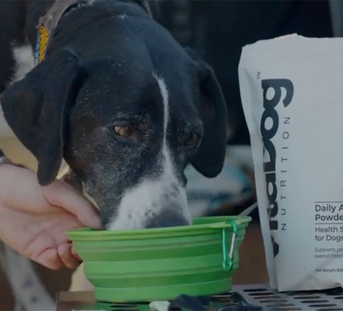 Dog eating from bowl with VitaDog