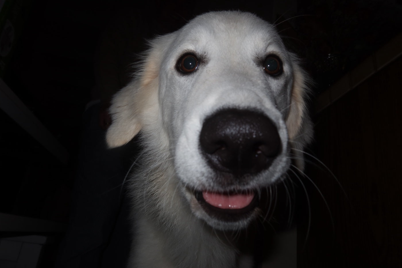 Dog looking up