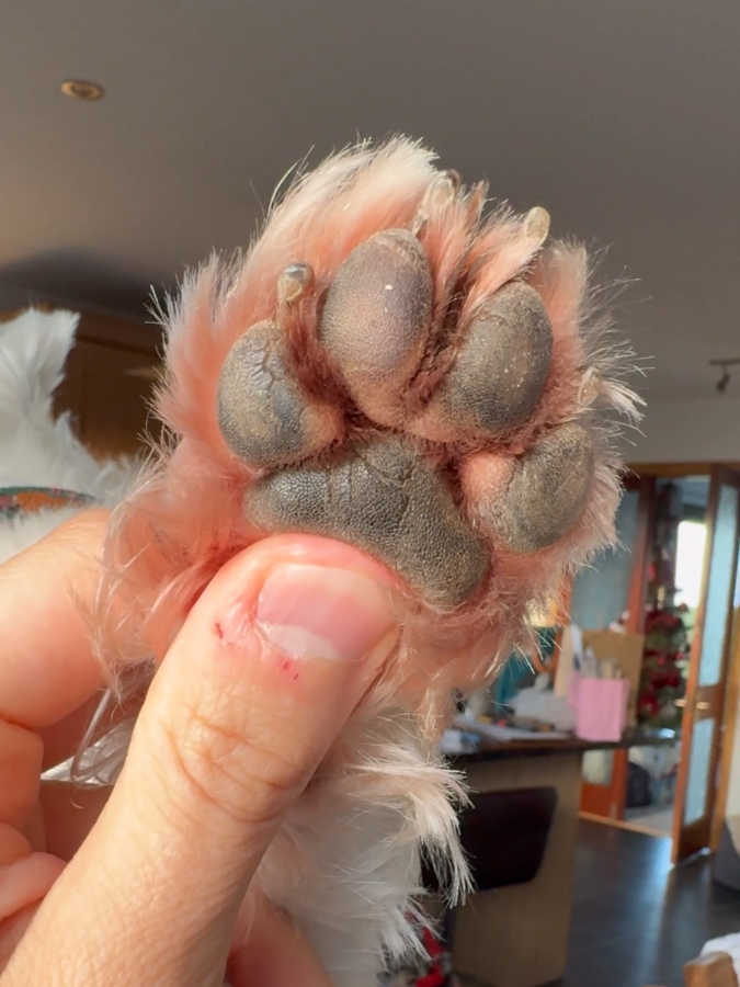 Hector before VitaDog, itchy paw with rust-colored saliva staining