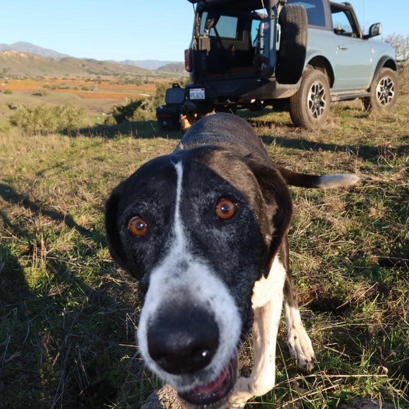 Dog looking at you