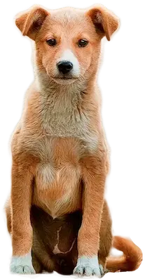 Happy rescue dog