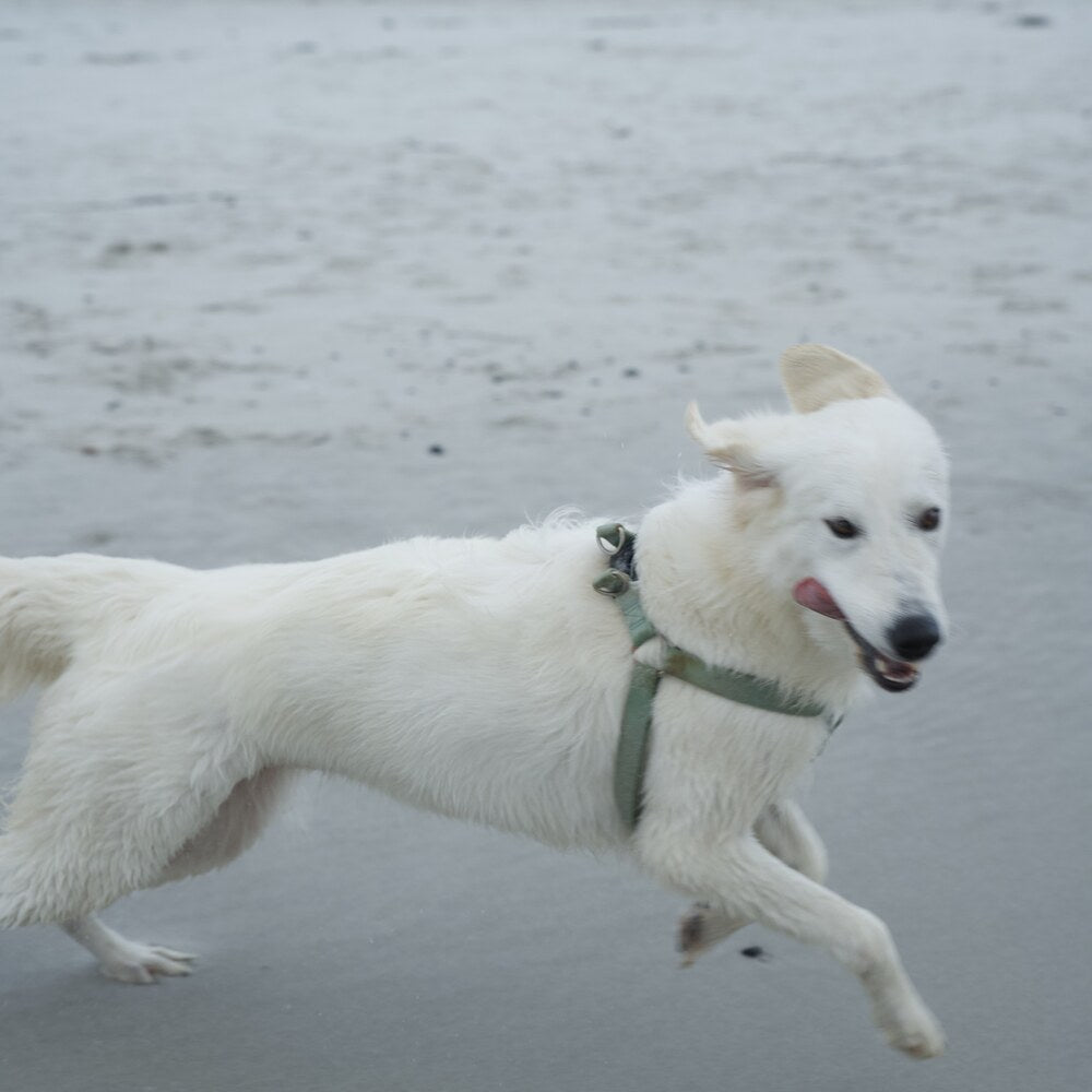 A White Shepherd mid-run on the beach, full energy