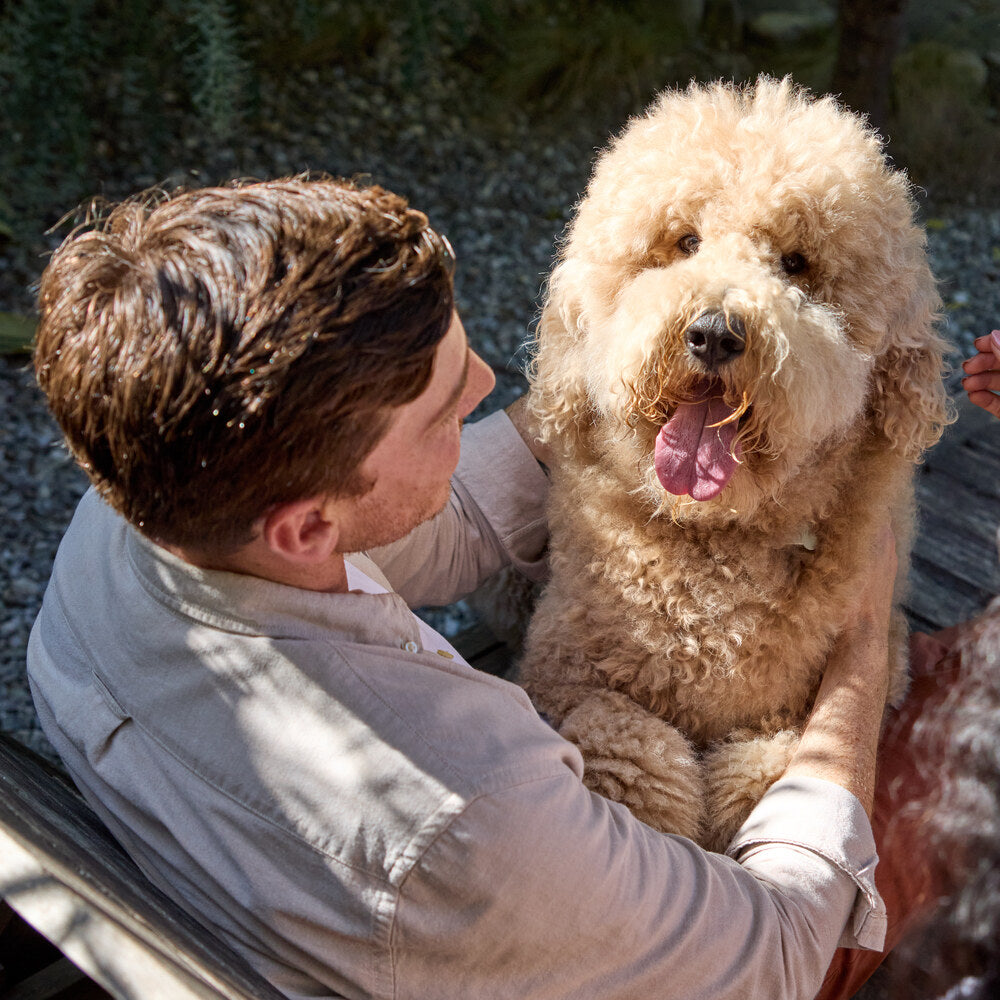 An owner and his Goldendoodle, long-term bond and vitality
