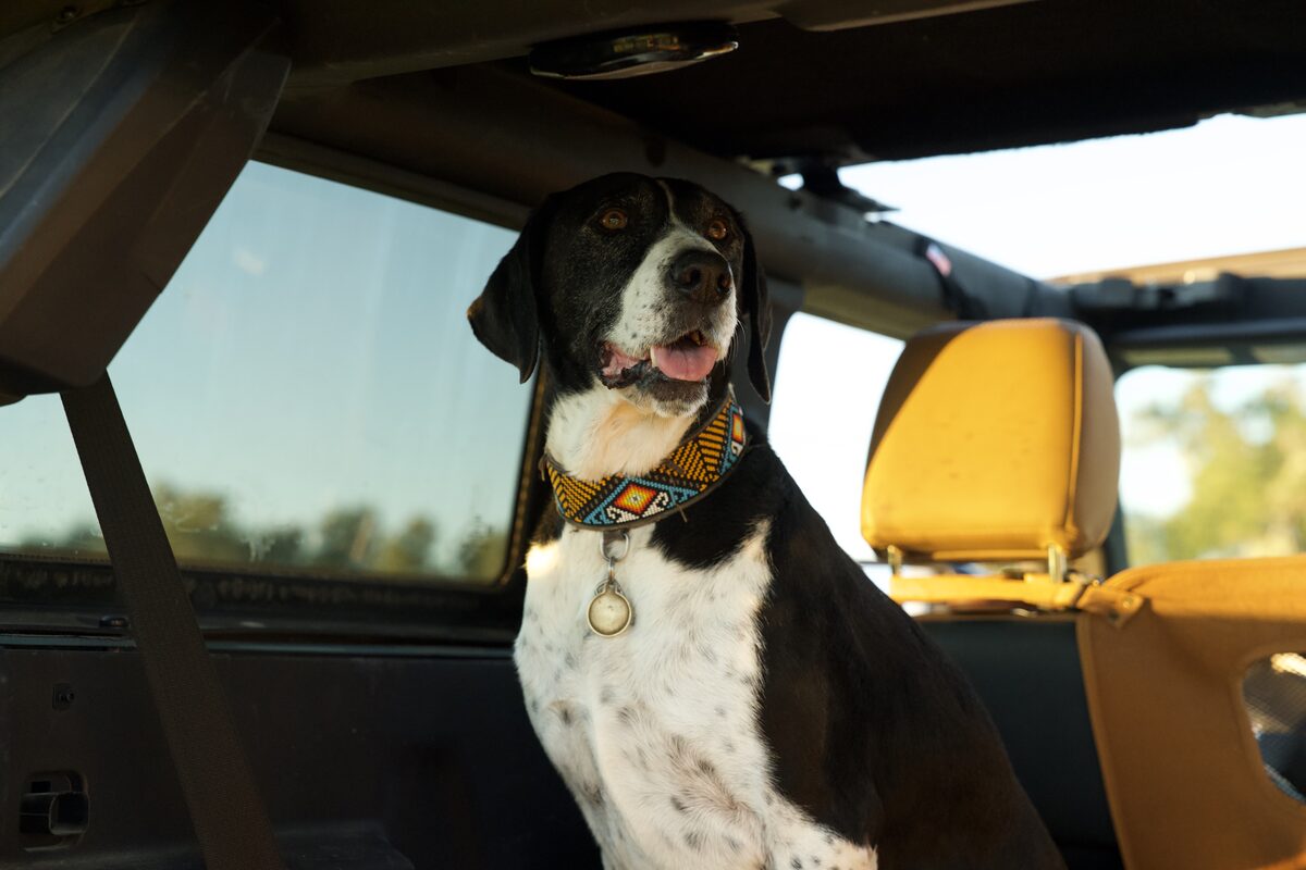 A happy Pointer mix in golden hour light, comfortable and well-fed