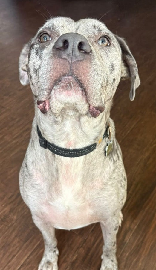 Ranger after VitaDog, comfortable with his coat growing back