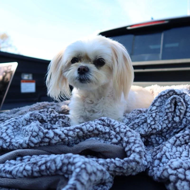 Relaxed dog on blanket